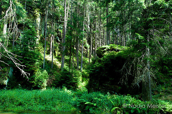 Sächsische Schweiz_by_Nadja Meister_IMG_7653