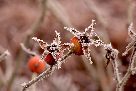 Winter_by_Nadja Meister__MG_5174