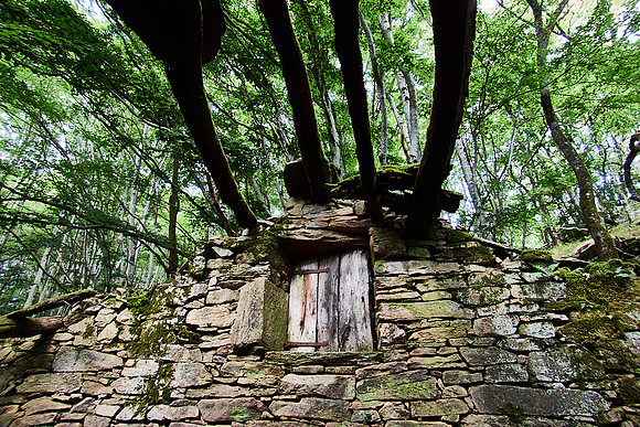 old homes in chesnut trees_(c)_Nadja Meister_IMG_0780