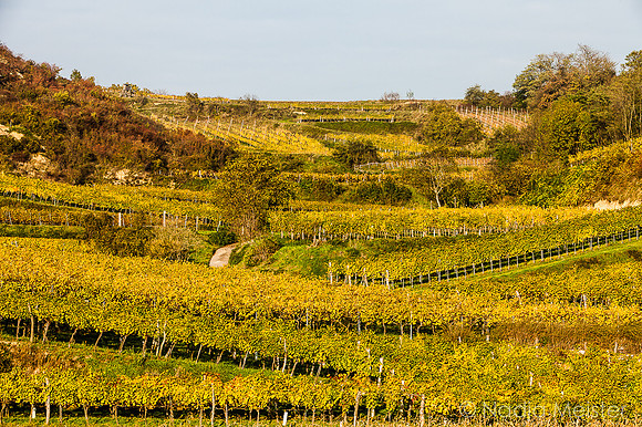 Landpartie WAGRAM_Blattgold&Blattrot_(c)_Nadja Meister_IMG_6524