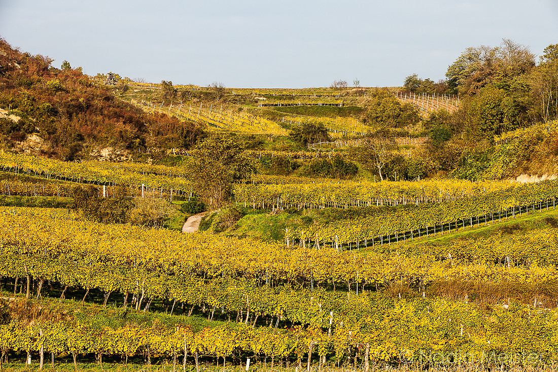 Landpartie WAGRAM_Blattgold&Blattrot_(c)_Nadja Meister_IMG_6524