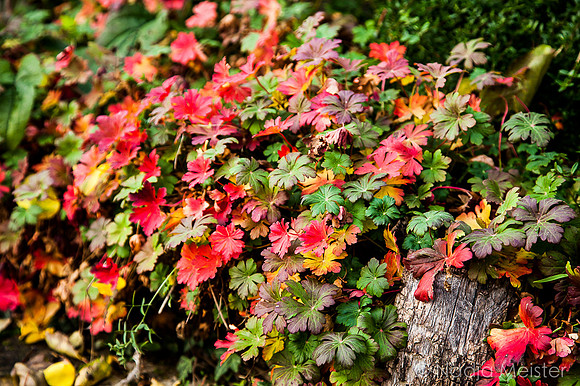 Landpartie WAGRAM_Königsbrunn am Wagram & Pfarrgarten&Kunstraum_(c)_Nadja Meister_IMG_0101