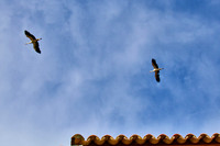 Bages_(c)_Nadja Meister_ IMG_2384