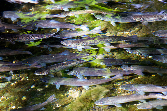 Fischzucht Haimel_by_Nadja Meister_IMG_1137