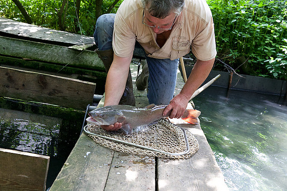 Fischzucht Haimel_by_Nadja Meister_IMG_1378