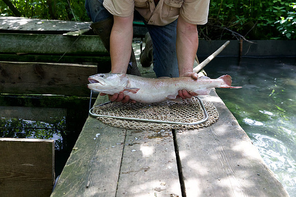 Fischzucht Haimel_by_Nadja Meister_IMG_1385