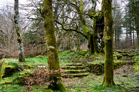 Foret Domaniale du Somail_(c)_Nadja Meister_DSC04712