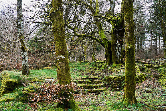 Foret Domaniale du Somail_(c)_Nadja Meister_DSC04712