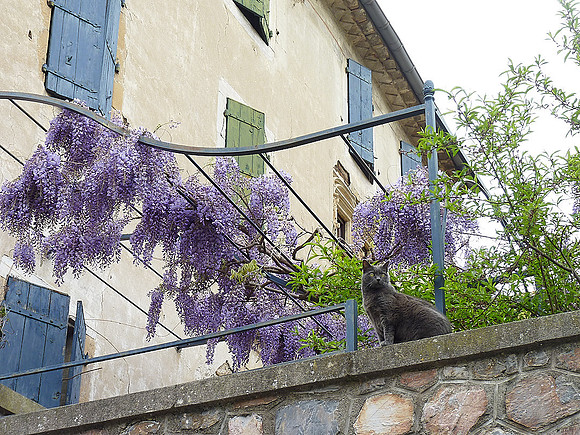 Olargues_(c)_Pierre Derioz_P1320398