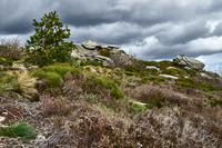 Foret Domaniale du Somail_(c)_Nadja Meister_DSC04707
