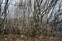 Foret Domaniale du Somail_(c)_Nadja Meister_DSC04704