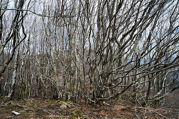 Foret Domaniale du Somail_(c)_Nadja Meister_DSC04704
