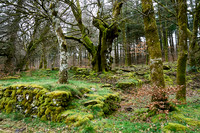Foret Domaniale du Somail_(c)_Nadja Meister_DSC04713