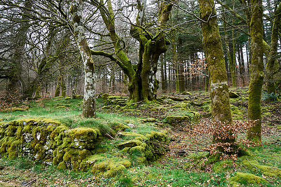 Foret Domaniale du Somail_(c)_Nadja Meister_DSC04713