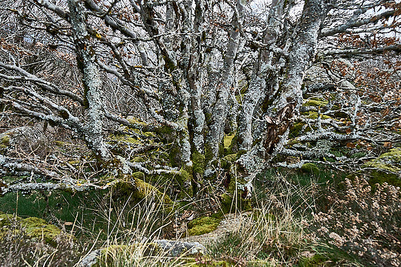 Foret Domaniale du Somail_(c)_Nadja Meister_DSC04705