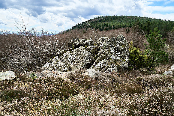 Foret Domaniale du Somail_(c)_Nadja Meister_DSC04700