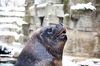 Robben_Tierpfleger_(c)_Nadja Meister_IMG_9656