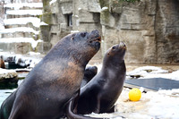 Robben_Tierpfleger_(c)_Nadja Meister_IMG_9662