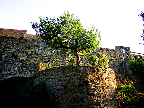 Drosendorf_by_Franz Meister_IMG_0628