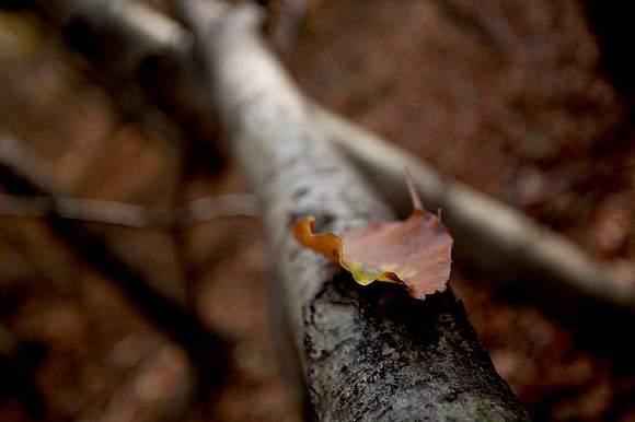 Wienerwald_by Nadja Meister_MG_0273