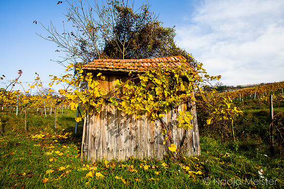 Landpartie WAGRAM_Blattgold&Blattrot_(c)_Nadja Meister_IMG_7209