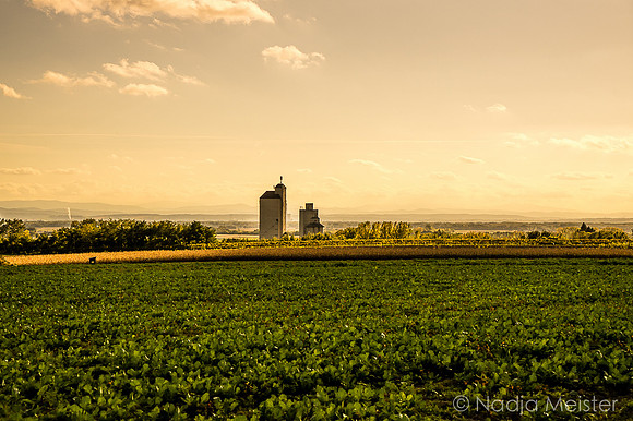 Landpartie WAGRAM_Orte Spaziergang_(c)_Nadja Meister_DSC_01356