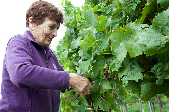 Weinlese_by_Nadja Meister_IMG_0128