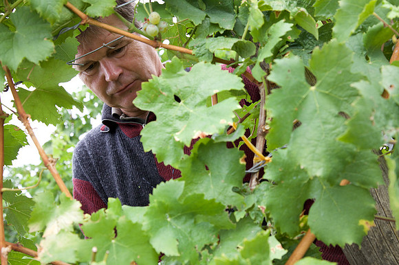 Weinlese_by_Nadja Meister_IMG_0142