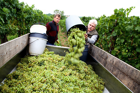 Weinlese_by_Nadja Meister_IMG_0157