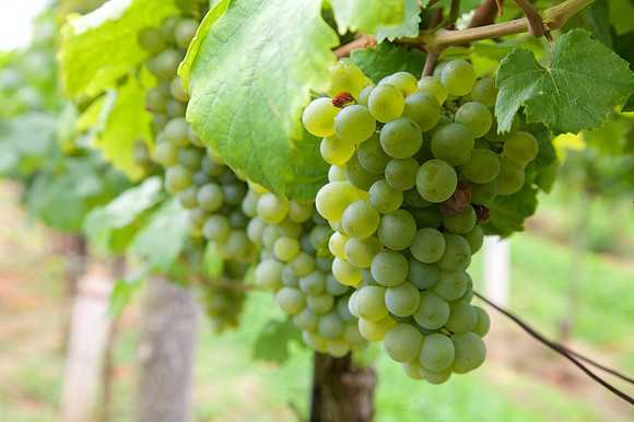 Weinlese_by_Nadja Meister_IMG_0166
