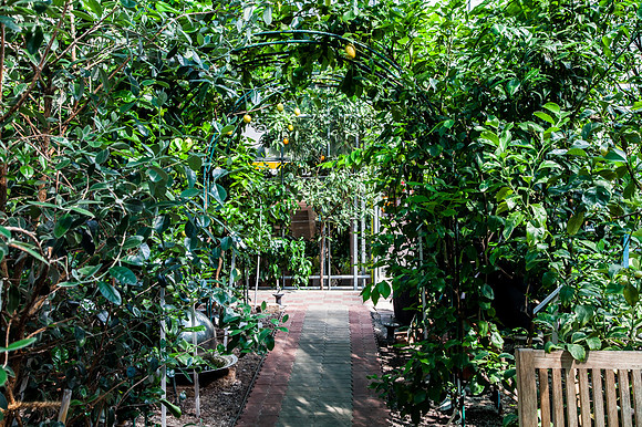 Zitrusgarten_Michael Ceron_(c)_Nadja Meister_IMG_5983