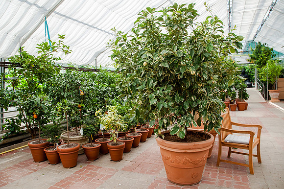 Zitrusgarten_Michael Ceron_(c)_Nadja Meister_IMG_6065