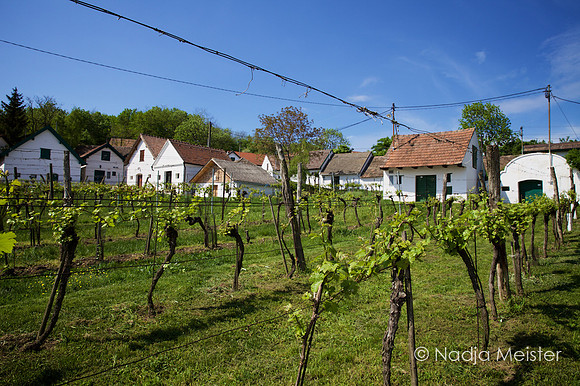 Galgenberg_by_Nadja Meister_IMG_6505