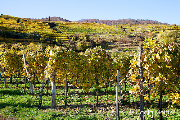 Wachau_by_Nadja Meister_IMG_0055