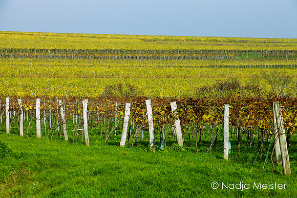 Wagram_by_Nadja Meister_IMG_7257