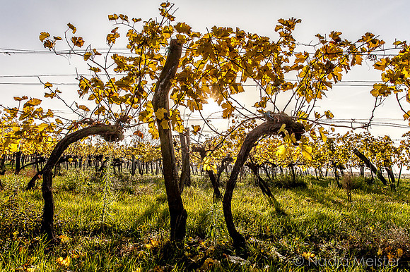 Landpartie WAGRAM_Blattgold&Blattrot_(c)_Nadja Meister_IMG_7007