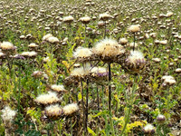 Raabs an der Thaya & Eggenburg _(c)_Nadja Meister_ IMG_5866