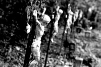 Friedhof der Namenlosen_(c)_Nadja Meister_