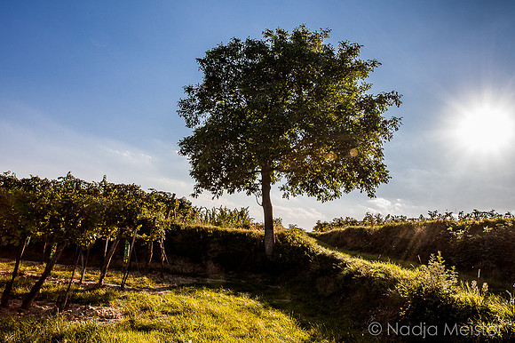 Landpartie WAGRAM & Weitblick_(c)_Nadja Meister_IMG_6550