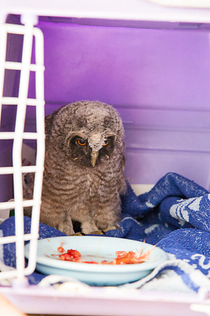 Eulen_Greifvogelstation_Haringsee_(c)_Nadja Meister_IMG_6473