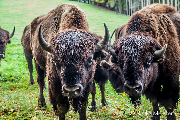 Kogelhof_Bisonzucht_(c)_Nadja Meister_IMG_1633