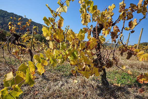 Sobes Gegend_(c)_Nadja Meister_ _MG_7970