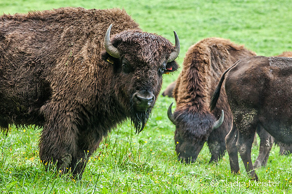 Kogelhof_Bisonzucht_(c)_Nadja Meister_IMG_1579