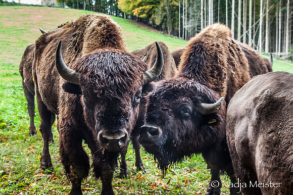Kogelhof_Bisonzucht_(c)_Nadja Meister_IMG_1631