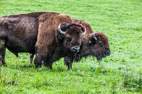 Kogelhof_Bisonzucht_(c)_Nadja Meister_IMG_1568