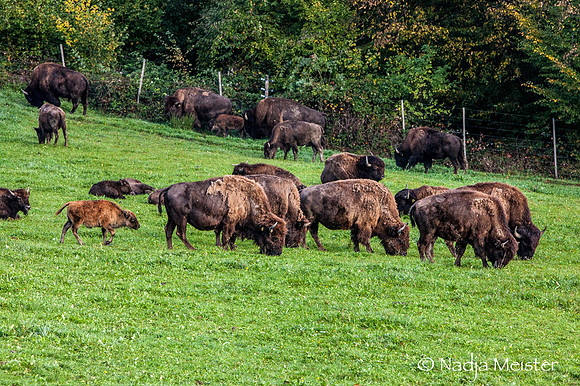 Kogelhof_Bisonzucht_(c)_Nadja Meister_IMG_1528