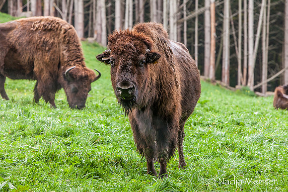 Kogelhof_Bisonzucht_(c)_Nadja Meister_IMG_1543