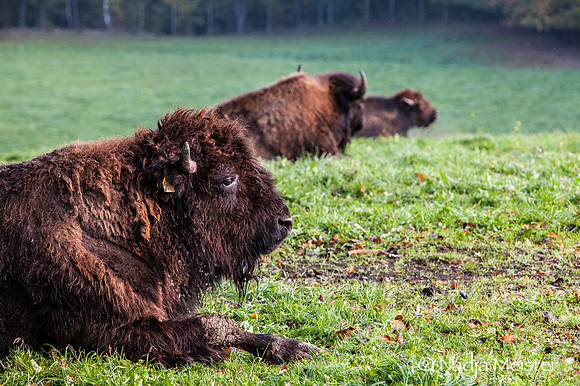 Kogelhof_Bisonzucht_(c)_Nadja Meister_IMG_1396