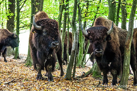 Kogelhof_Bisonzucht_(c)_Nadja Meister_IMG_1647