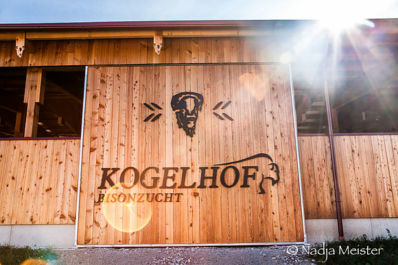 Kogelhof_Bisonzucht_(c)_Nadja Meister_IMG_2238